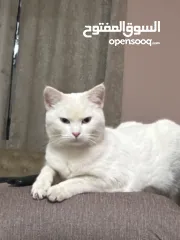  2 قط الانجورا التركي ابيضّ
