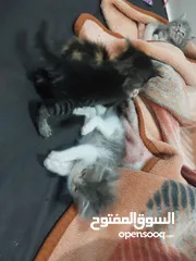  17 قطط كاليكو مكس شيرازي عمر شهرين