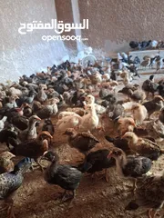 2 صوص بلدي عمره 37 يوم ماخذ جميع المطاعيم