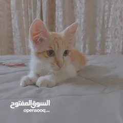  5 قطط لتبني ذكر وانثى عمر شهرين ونص