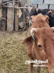  3 ثور و بقره مع ابنها للبيع