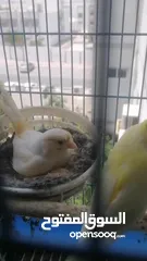  4 Canary pair with chiks and cage