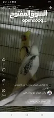  1 حبات كوكتيل