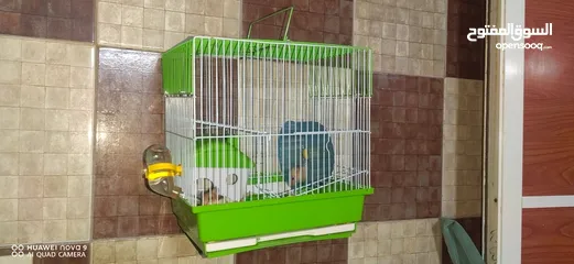  7 Hamster , Male & Female for Sale