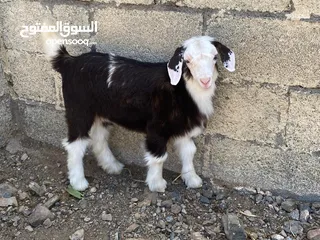  2 سخله من حلال الرحوب