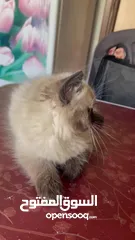  3 قط همالايا