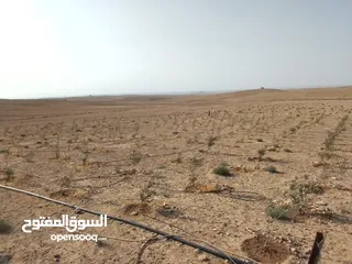  16 عشره دنمات للبيع