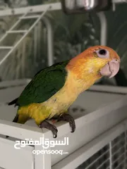  3 White belly caique baby