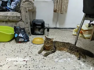  1 قط اوروبي ماين كون ذو الاقدام البيضا اللون الرصاصي مع قط صغير كم شهر للبيع