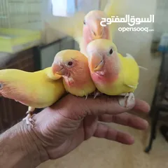  6 ماشاء الله لا قوة إلا بالله