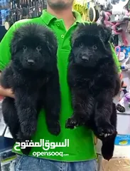  1 male and female German sheprd puppies long hair top level