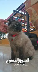  8 بسينة هملايا عمرا سنة