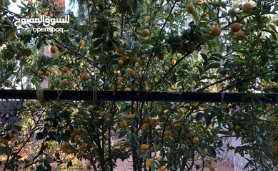  7 مزرعة مميزة و مشجرة للبيع بسعر مغري