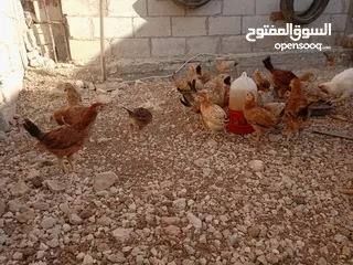  6 صوص بلدي للبيع