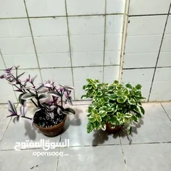  12 indoor airpurify plants