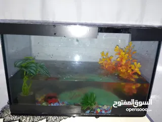  1 حوض سمك زينة بسعر حرق
