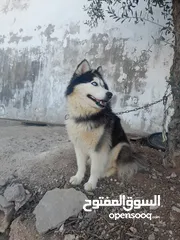  5 انثى هاسكى للبيع