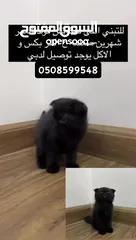  4 سكوتش فولد للتبني Scottish fold for adoption