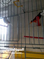  7 طيور كنار وحب للبيع