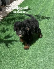  2 Maltipoo black and tan female puppy