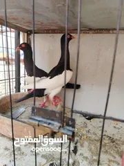  12 15 طير مخلف 4 يهودي رقبه شبر 4 مزههورات 4 نوري  1مخلف سلفر يهوديات نخب رقبه شبر 12 جوز يهودي