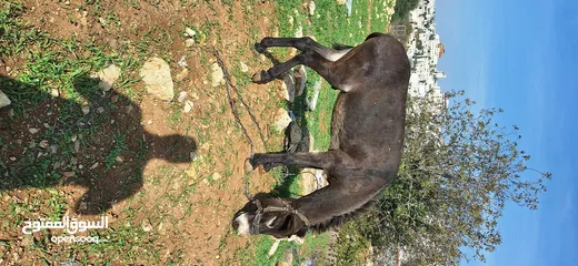  3 حمار للبيع موجود بالخليل _حلحول