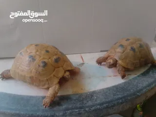  1 الوصف/سلاحف ذكر وأنثى الانثى حامل السعر الوحده 8 دنانير اردني
