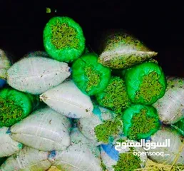  22 علف الازولا يزرع مره وينتج يوميا مدى الحياه للدجاج والمواشي وجميع الحويانات