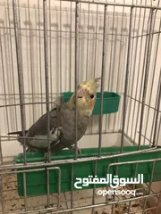  2 طائر كوكتيل