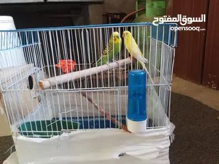  2 عصافير للبيع