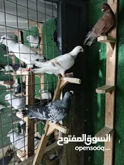  11 حمام مشكل بسعر حرق