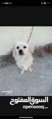  2 كلب لولو فوكس للبيع عمر سنة وثلاث شهور ماخذ جميع المطاعيم مدرب واليف على الصغار والكبار