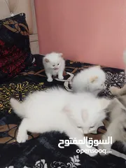  7 5 persian cats 45days old two male and 3 female price per cat 30 bd