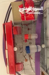  5 طيور للبيع مع قفص