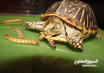  3 دود قبابي _ميل ورم _ Mealworm