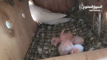  7 African love birds and cockatiels breeding pair