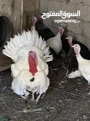  3 حبش للبيع 8 إناثي وديك يعني 9 الحبش بل صلاة على النبي ثنتين منهن راقداد وفي وحدة بياضة