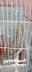  2 طيور كوكتيل للبيع
