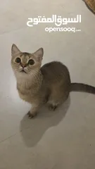  9 قطط كبيرة للتبني انواع مكس