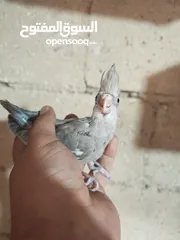  3 فراخ كوكتيل للزق اليدوي