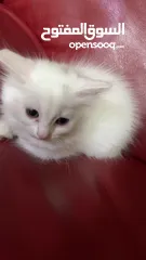  1 برتش مكس شيرازي