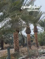 6 تنسيق حدائق
