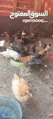  7 دجاج عماني