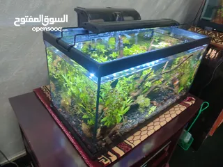  8 حوض نباتات اجنبي كريستال اكوائيل تحفه فنيه