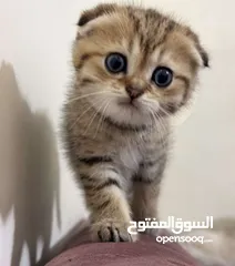  1 ذكر سكوتش فولد ، العمر شهرين نمر مصغر