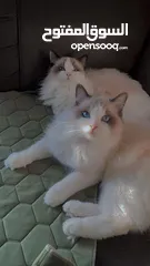  8 قطه انثى رغدول بيور دم صافي