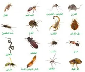  4 شركة مكافحة حشرات ورش مبيد للنمل الابيض والاسود والديدان والبق والفئران والصراصير والوزغ والناموس