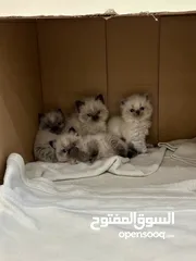  6 قطط هملايا الام و اعيالها