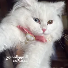  2 قطه نوع شيرازي مع اغراضها