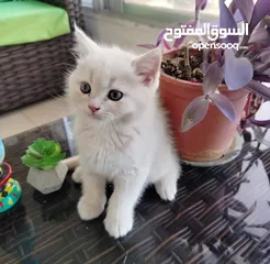  2 قط شيرازي ذكر لعوب متعود على اكل البيت والدراي فود
